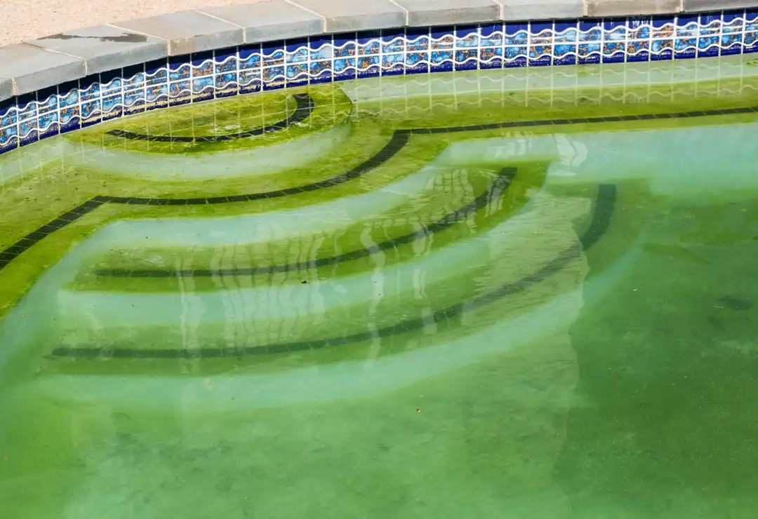 Pool algae removal services from Residential Pool Service, Sterling, VA