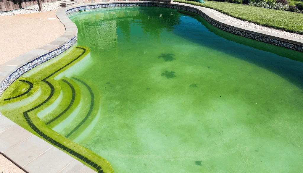 The Hidden Dangers of Pool Algae—and How to Get Rid of Them for Good